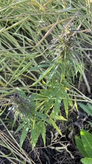 Cannabis sativa spontanea