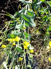 Brassica napus