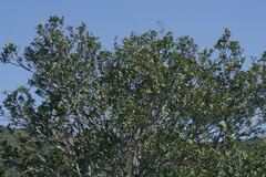 Ptaeroxylon obliquum