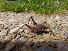 Pleioplectron auratum