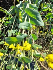 Brassica napus