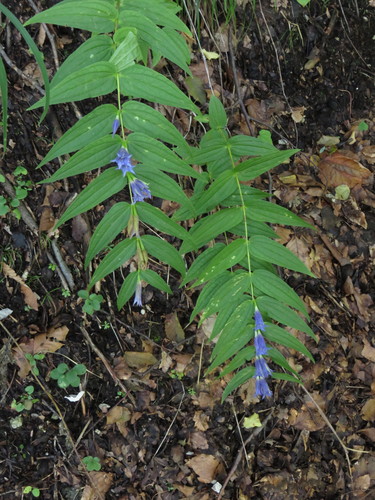 horec luskáčovitý (Gentiana asclepiadea)