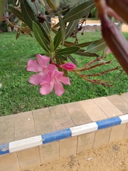Nerium oleander