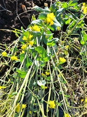 Brassica napus