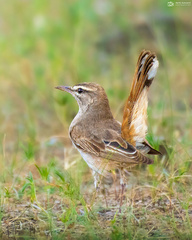 Cercotrichas galactotes