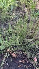 Equisetum arvense