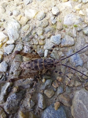 Pleioplectron auratum