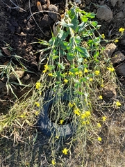 Brassica napus