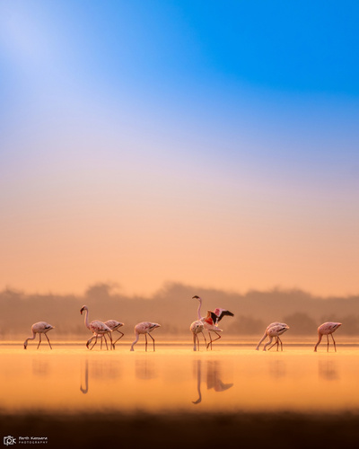 Lesser Flamingo (Phoeniconaias minor), photo 4