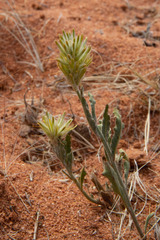 Ptilotus polystachyus