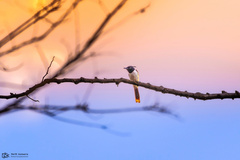 Terpsiphone paradisi