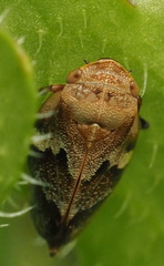 Aphrophora