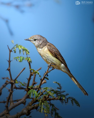 Pericrocotus cinnamomeus