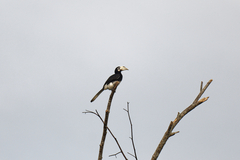 Anthracoceros albirostris