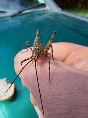 Pleioplectron auratum