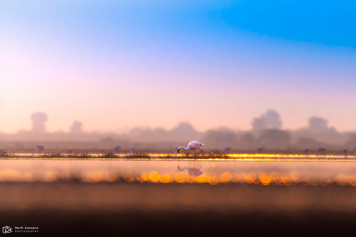 Lesser Flamingo (Phoeniconaias minor), photo 6