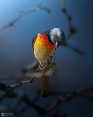 Pericrocotus cinnamomeus