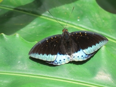 Lexias