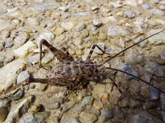 Pleioplectron auratum