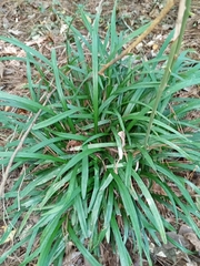 Liriope spicata
