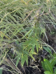 Cannabis sativa spontanea