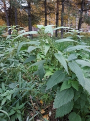 Urtica dioica