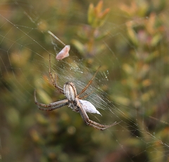 Argiope protensa