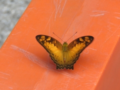 Vagrans sinha