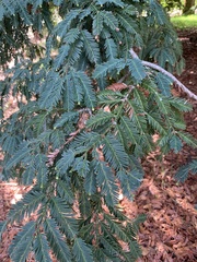 Sequoia