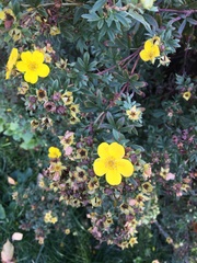 Dasiphora fruticosa
