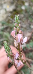 Onobrychis viciifolia