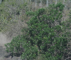 Ozoroa