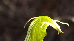 Pterostylis alobula