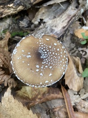 Amanita