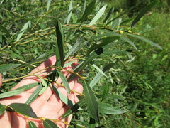 Salix rorida