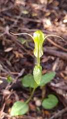 Pterostylis alobula