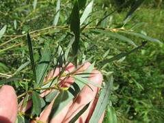 Salix rorida