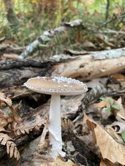 Amanita
