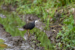 Amaurornis phoenicurus