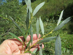 Salix rorida