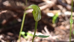 Pterostylis alobula