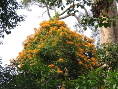 Pterocarpus indicus