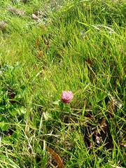 Trifolium pratense