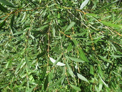 Salix rorida