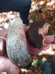 Leccinum scabrum melaneum