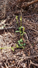 Pterostylis alobula