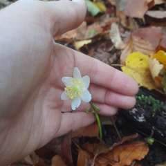 Anemonoides nemorosa