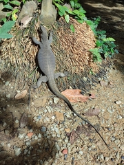 Varanus nebulosus