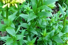 Callilepis laureola
