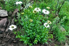 Callilepis laureola